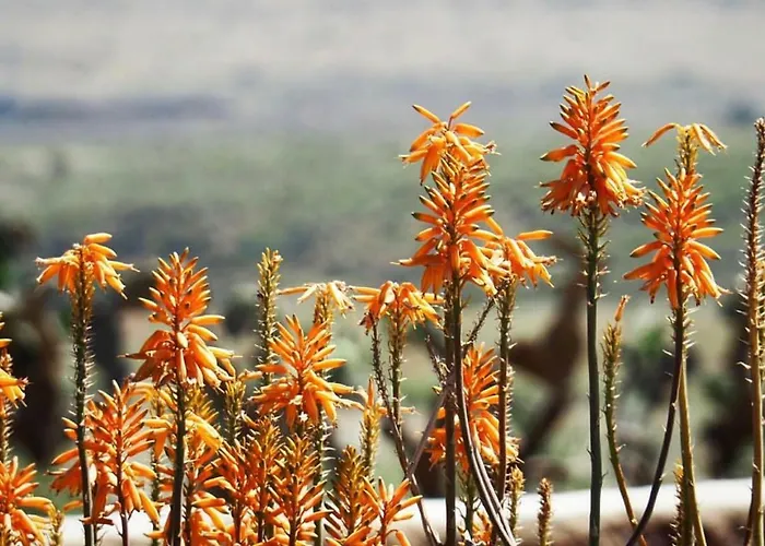 Cortijo El Paraiso